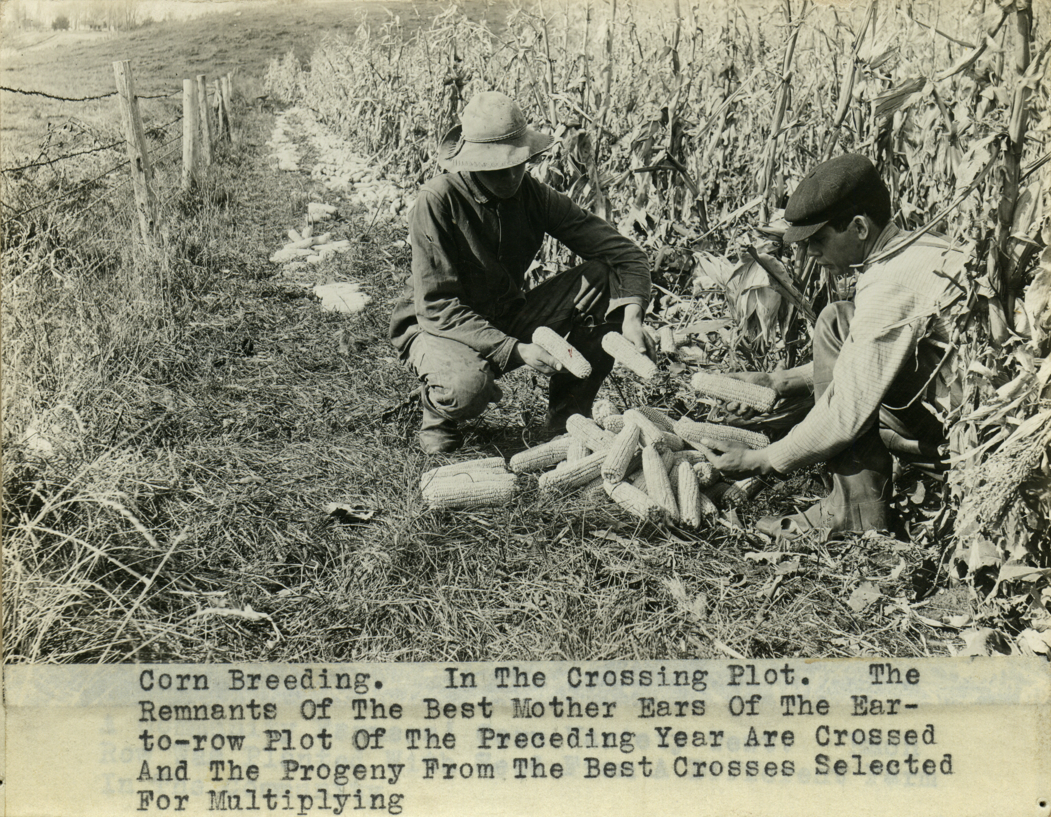 Corn breeding